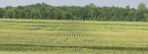 IMG_0511b_long corn rows