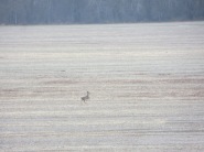 Deer running across a field