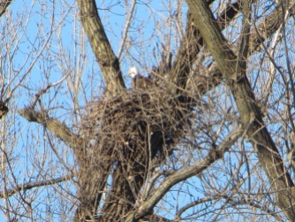 Eagle nesting along the Mississippi river