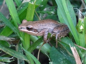 upland chorus frog