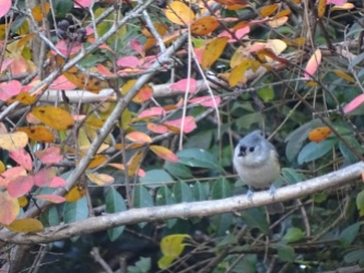 Tufted titmouse2