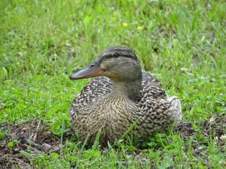 duck resting on dry ground