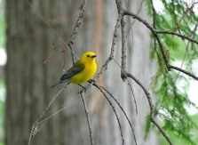 Prothonotary Warbler3