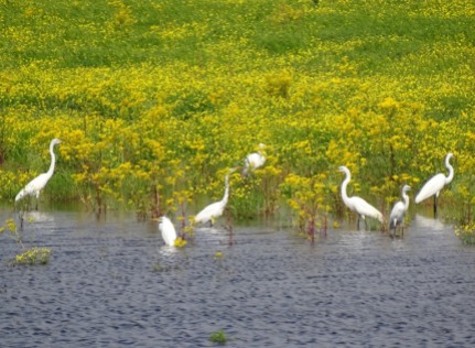 colony of great egrets4