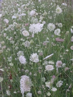Queen Anne's Lace 10