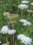 Queen Anne's Lace 12