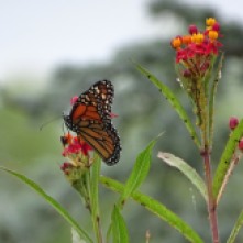 Monarch butterfly on Scarlet milkweed 3