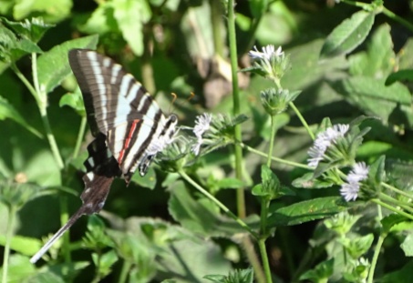 zebra swallowtail 1