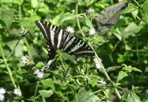 zebra swallowtail 3