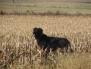 dog in a cut corn field