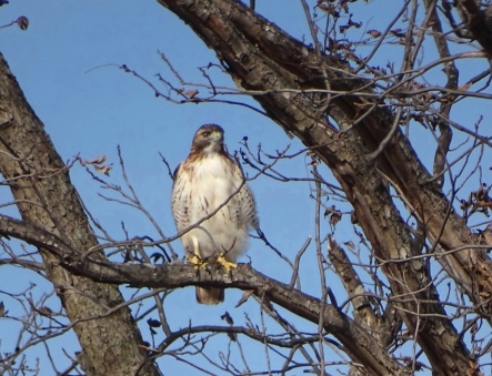 Red-tailed Hawk 1