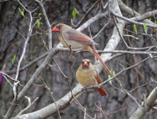 Female cardinal 5