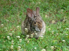 Bunny in a clover patch 4