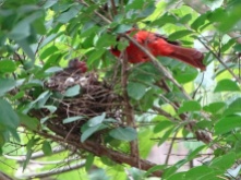 Cardinals tending to their babies 10