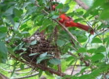 Cardinals tending to their babies 3