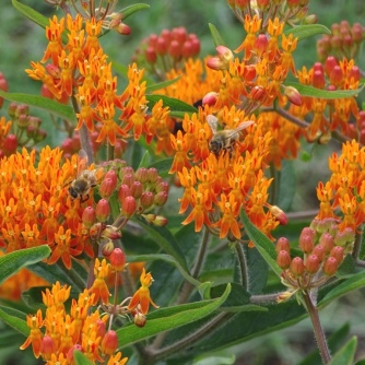 Honey bees on Orange butterfly weed