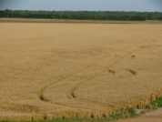 Winter wheat field