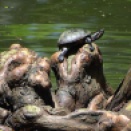 turtle on cypress knees