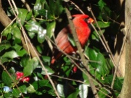 cardinal 13