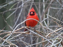cardinal 6