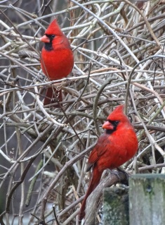 cardinals 11