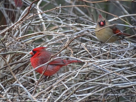 cardinals 9