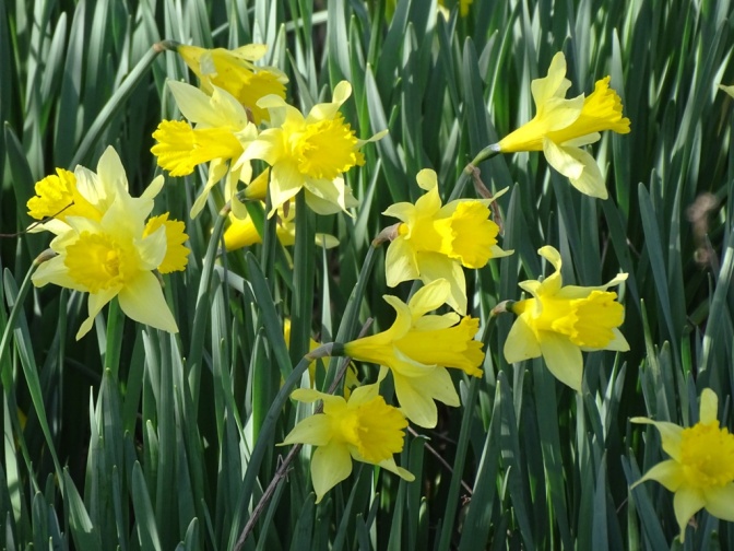 daffodils 5