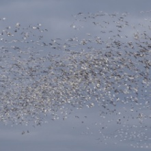 Stirring up the snow geese 7