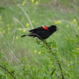 Red-winged blackbird male 2