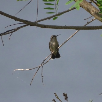 ruby-throated hummingbird 12