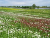 Wildflowers along the levee 3