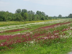 Wildflowers along the levee 4