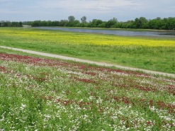 Wildflowers along the levee 5