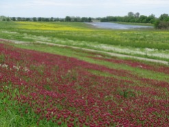 Wildflowers along the levee 6