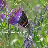 Red Admiral Butterly