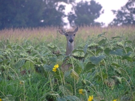 deer in a sunflower field 1