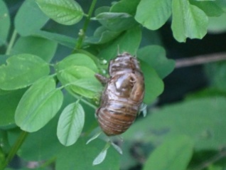 exoskeleton body shell of a Cicada