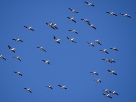 white pelicans overhead 1