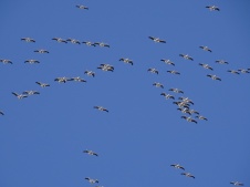 white pelicans overhead 2