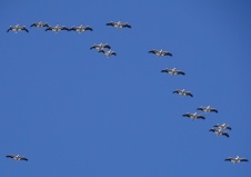 white pelicans overhead 3