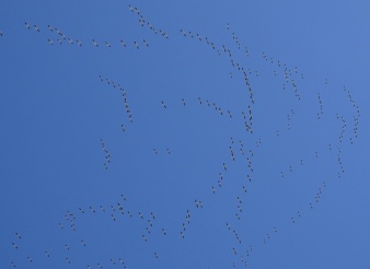 white pelicans overhead 4