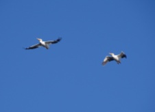 White Pelicans 2