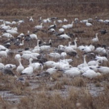 Snow Geese foraging on the ground 3